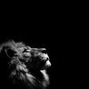 limitz_